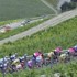 Das Feld zwischen Weinbergen whrend der 5. Etappe der Tour de Suisse 2006